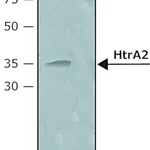 Merck Anti-HtrA2 (C-terminal) antibody produced in rabbit