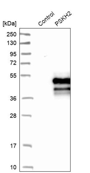 Merck Anti-PSKH2 antibody produced in rabbit