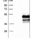 Merck Anti-PSKH2 antibody produced in rabbit