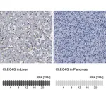 Merck Anti-CLEC4G antibody produced in rabbit