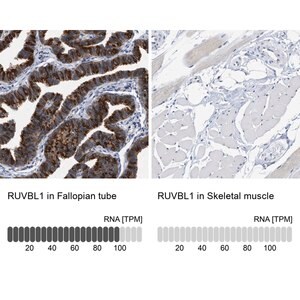 Merck Anti-RUVBL1 antibody produced in rabbit