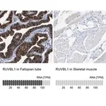 Merck Anti-RUVBL1 antibody produced in rabbit