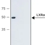 Merck Anti-LXRα (N-terminal) antibody produced in rabbit