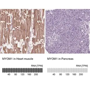 Merck Anti-MYOM1 antibody produced in rabbit