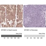 Merck Anti-MYOM1 antibody produced in rabbit