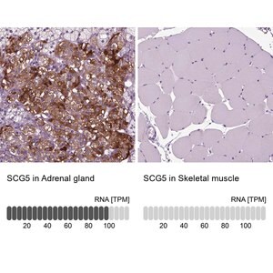 Merck Anti-SCG5 antibody produced in rabbit
