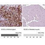 Merck Anti-SCG5 antibody produced in rabbit