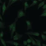 Merck Anti-Cullin-4A antibody produced in rabbit