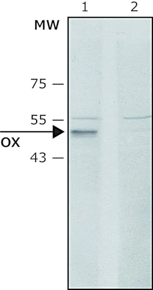Merck Anti-Lysyl Oxidase (C-terminal) antibody produced in rabbit