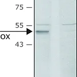 Merck Anti-Lysyl Oxidase (C-terminal) antibody produced in rabbit