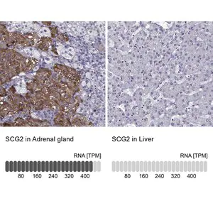 Merck Anti-SCG2 antibody produced in rabbit