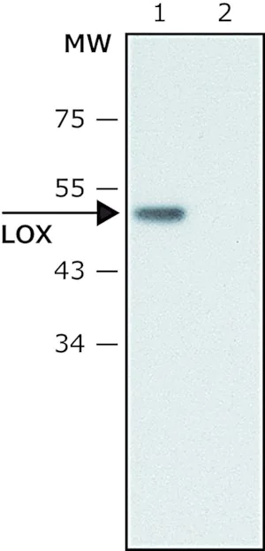 Merck Anti-Lysyl Oxidase antibody produced in rabbit