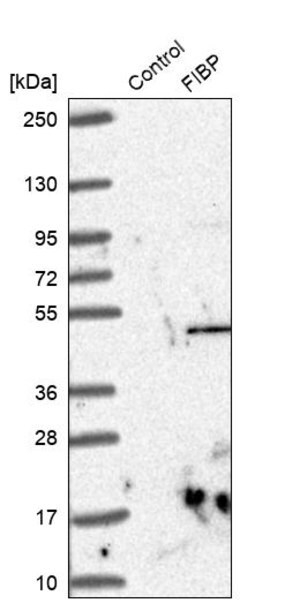 Merck Anti-FIBP antibody produced in rabbit