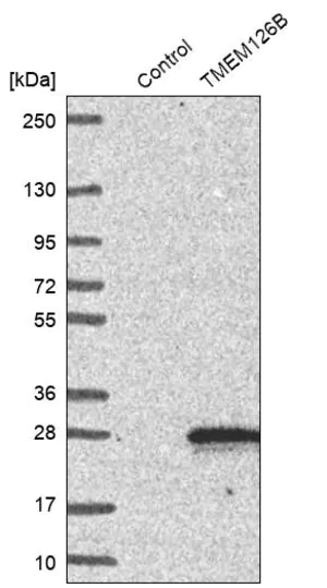 Merck Anti-TMEM126B antibody produced in rabbit