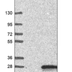 Merck Anti-TMEM126B antibody produced in rabbit