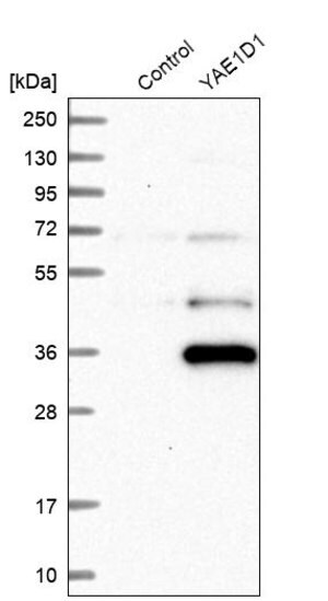 Merck Anti-YAE1D1 antibody produced in rabbit