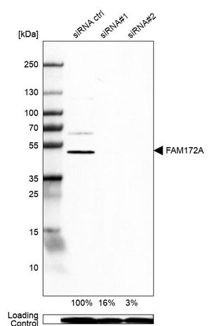 Merck Anti-FAM172A antibody produced in rabbit