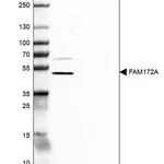 Merck Anti-FAM172A antibody produced in rabbit