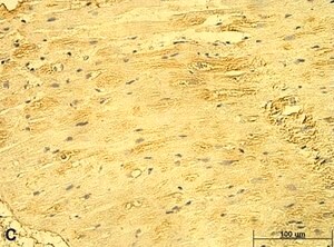 Merck Anti-CD46 antibody produced in rabbit
