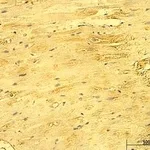 Merck Anti-CD46 antibody produced in rabbit