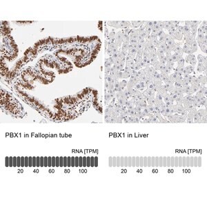 Merck Anti-PBX1 antibody produced in rabbit