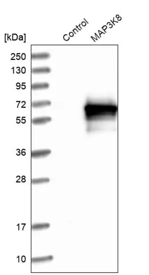 Merck Anti-MAP3K8 antibody produced in rabbit