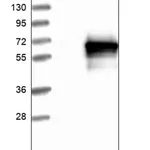 Merck Anti-MAP3K8 antibody produced in rabbit