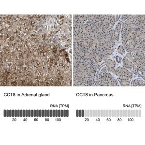 Merck Anti-CCT8 antibody produced in rabbit