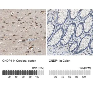 Merck Anti-CNDP1 antibody produced in rabbit
