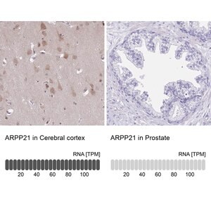 Merck ANTI-ARPP21 antibody produced in rabbit