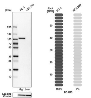 Merck Anti-BCAR3 antibody produced in rabbit