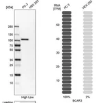 Merck Anti-BCAR3 antibody produced in rabbit