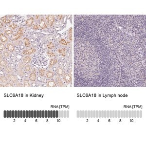 Merck Anti-SLC6A18 antibody produced in rabbit