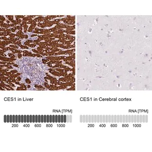 Merck Anti-CES1 antibody produced in rabbit