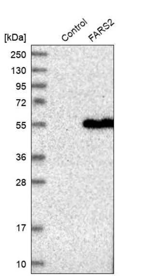 Merck Anti-FARS2 antibody produced in rabbit
