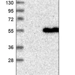 Merck Anti-FARS2 antibody produced in rabbit