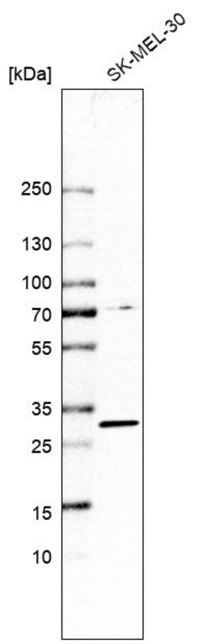 Merck Anti-TP53RK antibody produced in rabbit