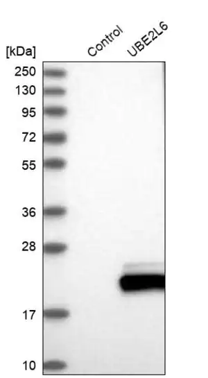 Merck Anti-UBE2L6 antibody produced in rabbit