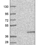 Merck Anti-SLC30A7 antibody produced in rabbit