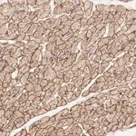 Merck Anti-MAGED4B antibody produced in rabbit