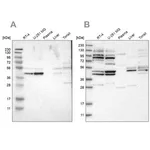 Merck Anti-WDR53 antibody produced in rabbit