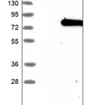 Merck Anti-PUM3 antibody produced in rabbit