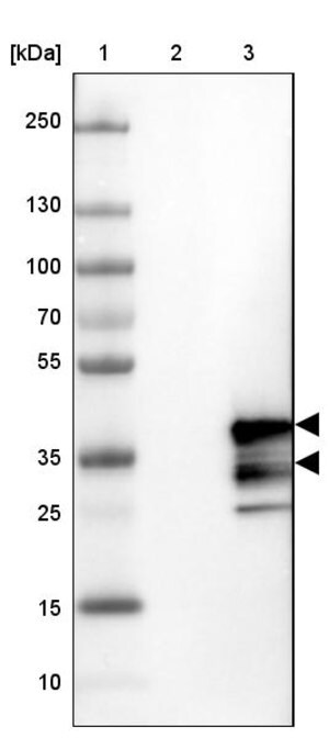 Merck Anti-CHMP3 antibody produced in rabbit