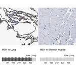 Merck Anti-MSN antibody produced in rabbit