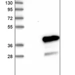 Merck Anti-MEA1 antibody produced in rabbit
