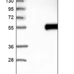 Merck Anti-TIMD4 antibody produced in rabbit