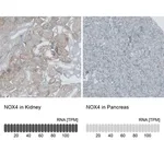Merck Anti-NOX4 antibody produced in rabbit