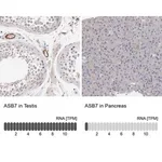Merck Anti-ASB7 antibody produced in rabbit