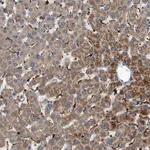 Merck Anti-DHODH antibody produced in rabbit