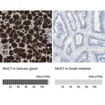 Merck Anti-MUC7 antibody produced in rabbit